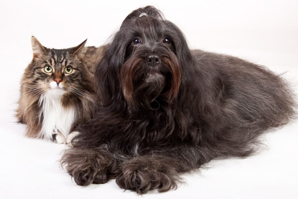 Cães e gatos de raça: Entenda seus cuidados e necessidades únicas