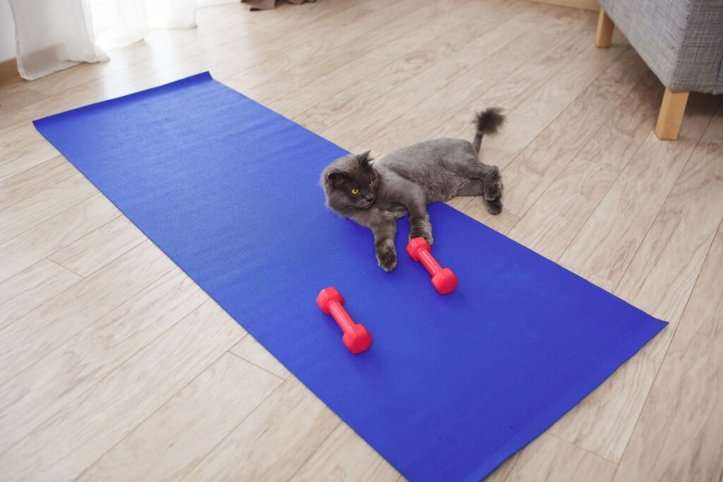 7 Maneiras Criativas de Exercitar seu Pet em Ambientes Internos