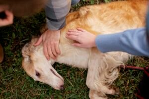 Pet First Aid: Primeiros Socorros para Tutores Responsáveis