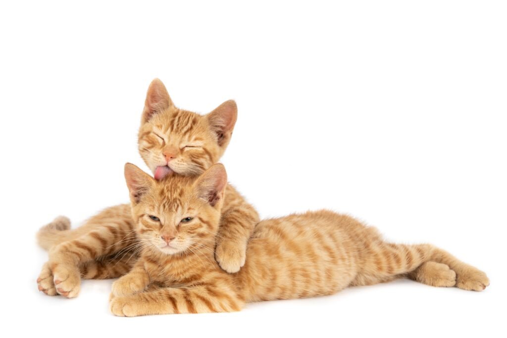 Socialização de filhotes de gato: Dicas para não errar