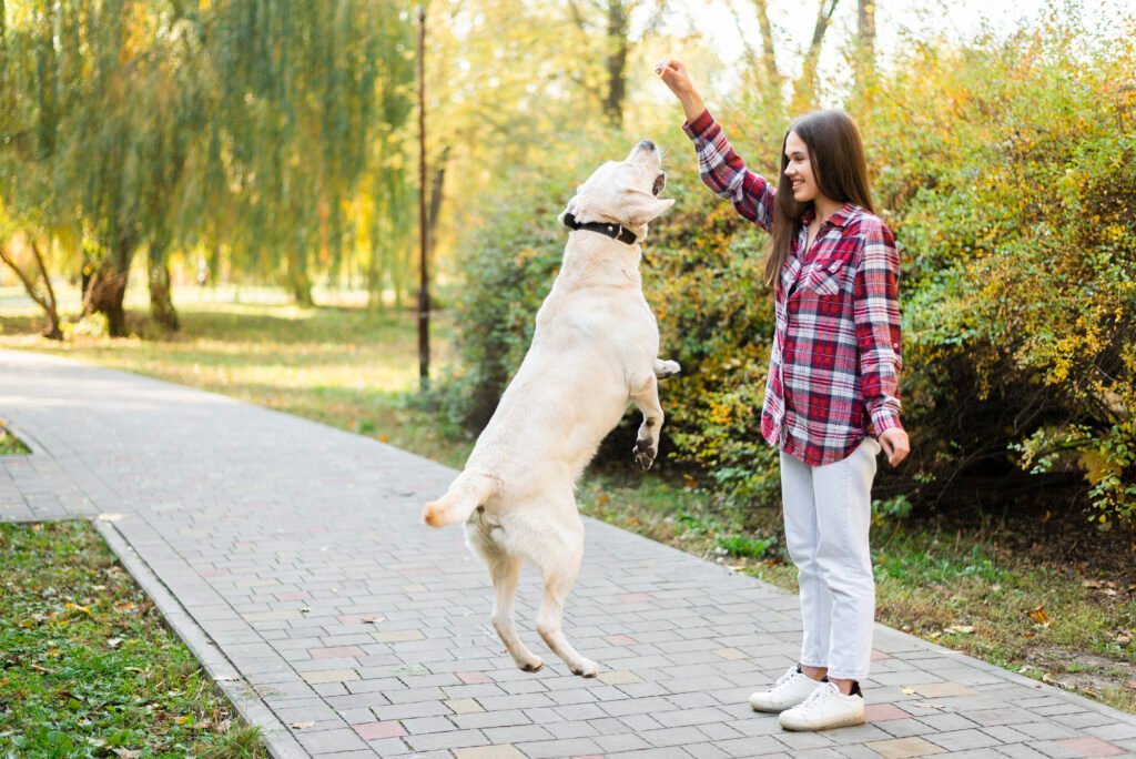 Passeios com Cães de Grande Porte: Diversão sem Riscos