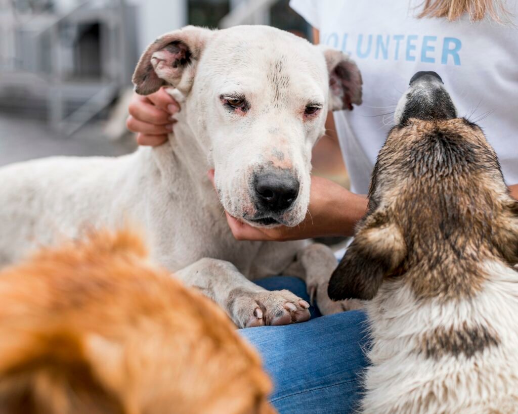 Abril Laranja: Unindo Forças Contra a Crueldade aos Animais