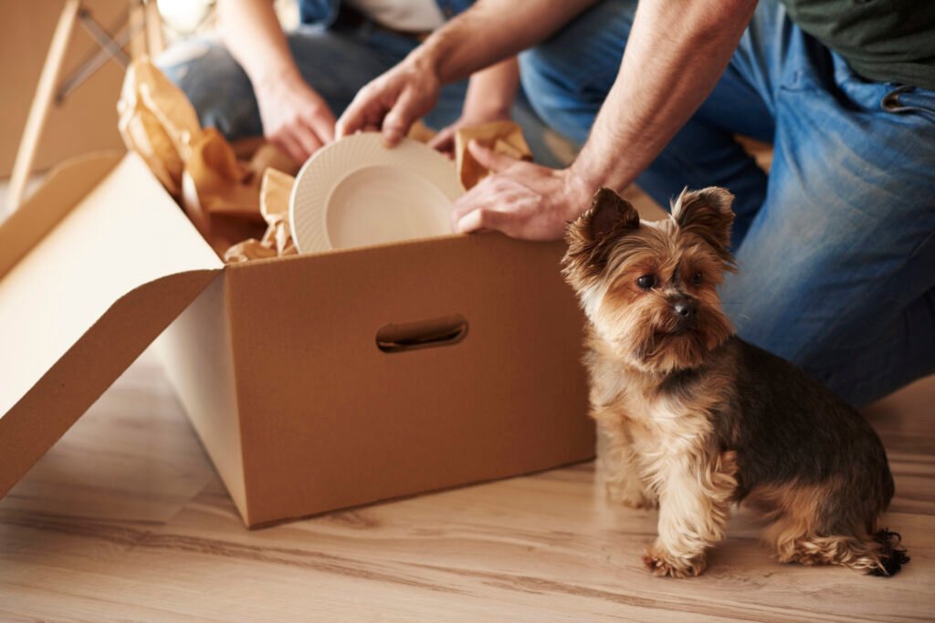 Pets e Mudanças: Como tornar essa transição suave