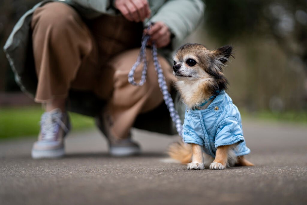 Cães de Raças Pequenas: Desafios e Recomendações