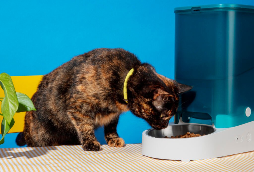 Identificando, Diagnosticando e Gerenciando Alergias Alimentares em Pets