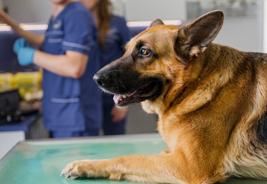 A Importância da Castração: Benefícios para a saúde e bem-estar dos pets