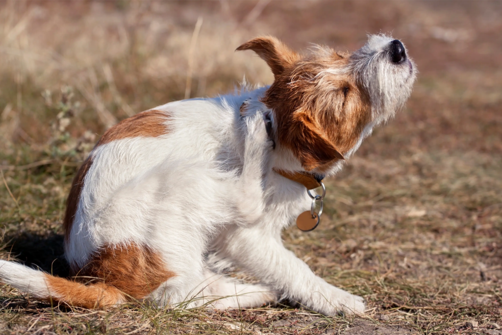 Pulgas, o que são e como me livrar dos parasitas?