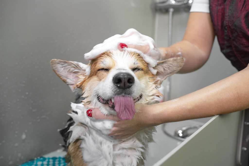 A importância do Banho e Tosa para a saúde dos pets