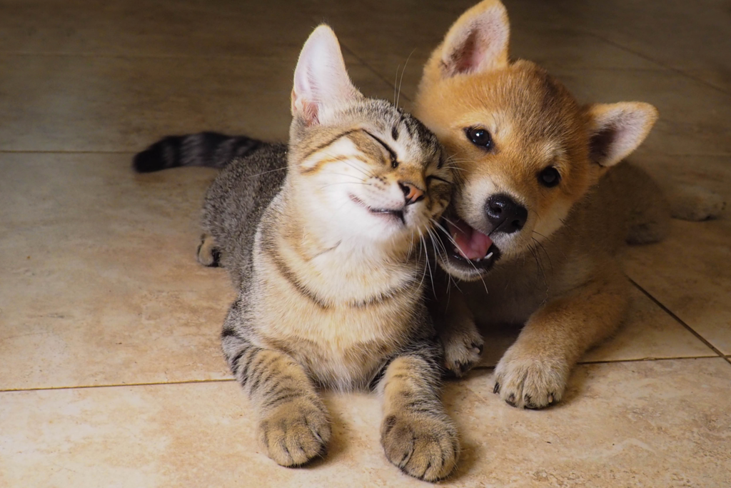 Cuidados que você deve ter com pets filhotes