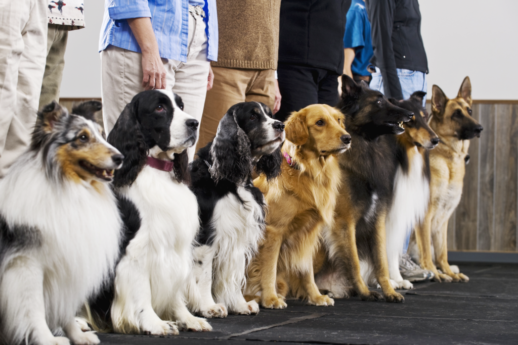 Entendendo os tipos e grupos caninos
